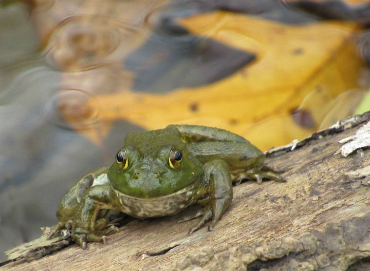 American Bullfrog